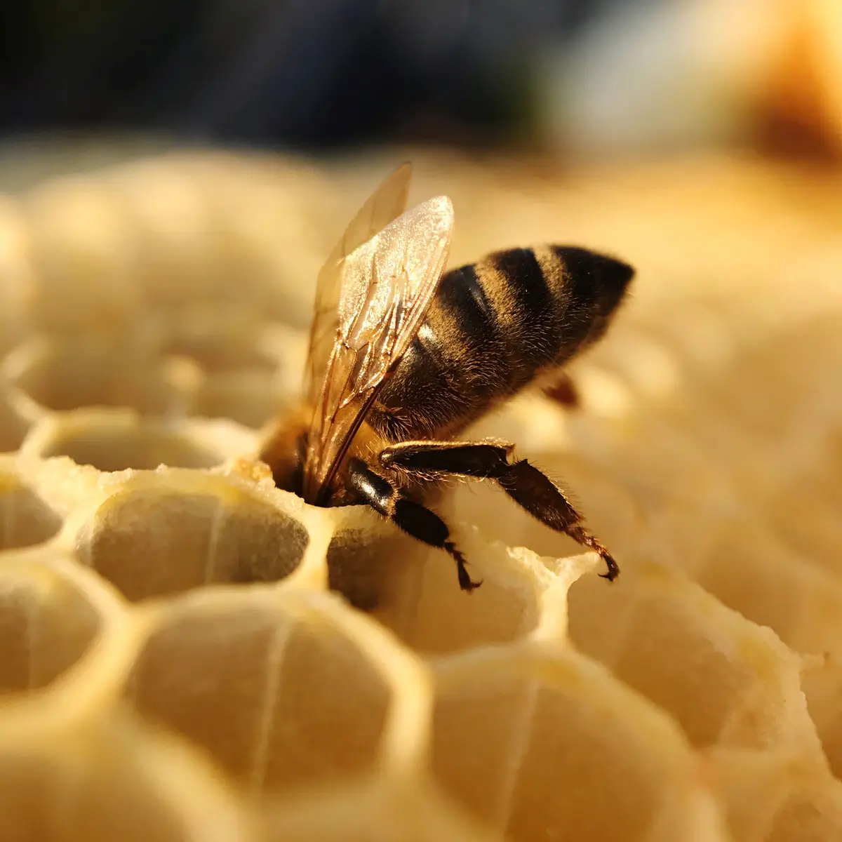 Beeswax in Skincare Nature’s Barrier Your Skin’s Best Friend Queen Cannabie