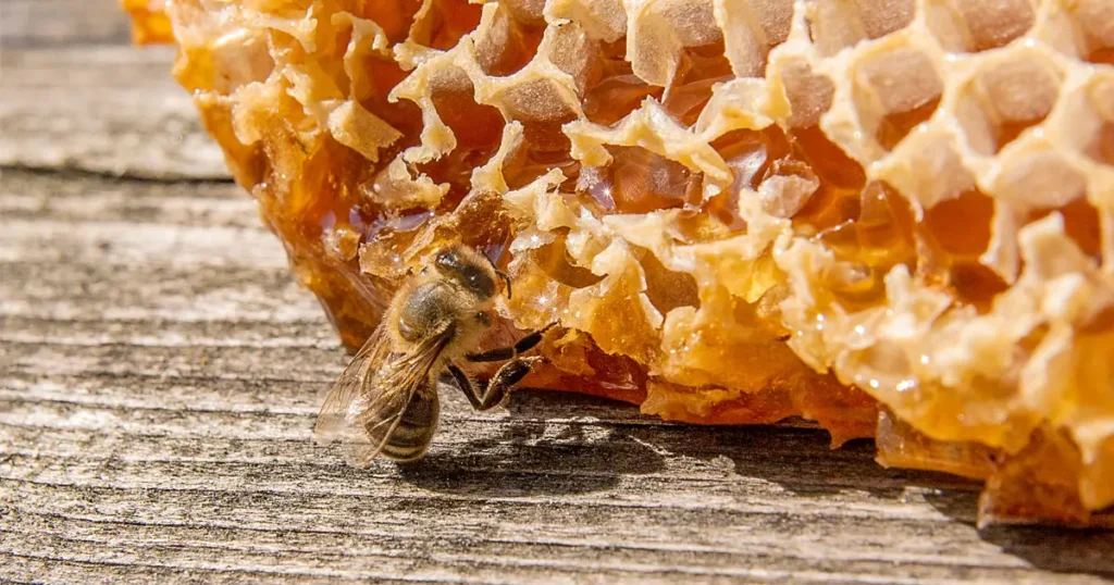 Why we keep going back to beeswax