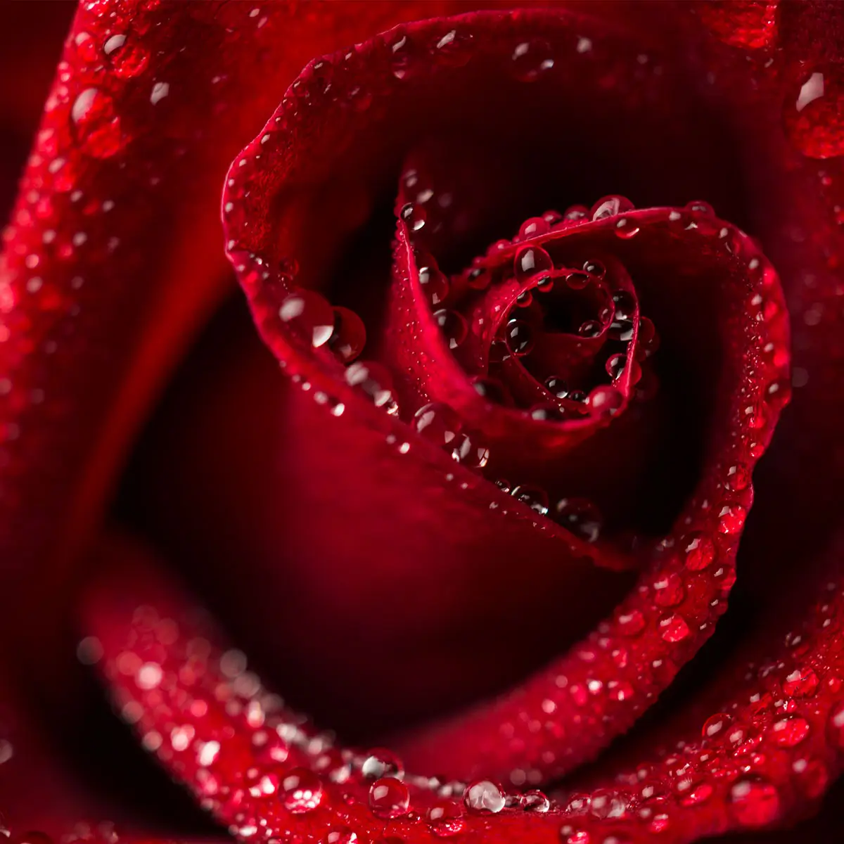 Rose Essential Oil: Beauty, Balance and Skin-Deep Calm