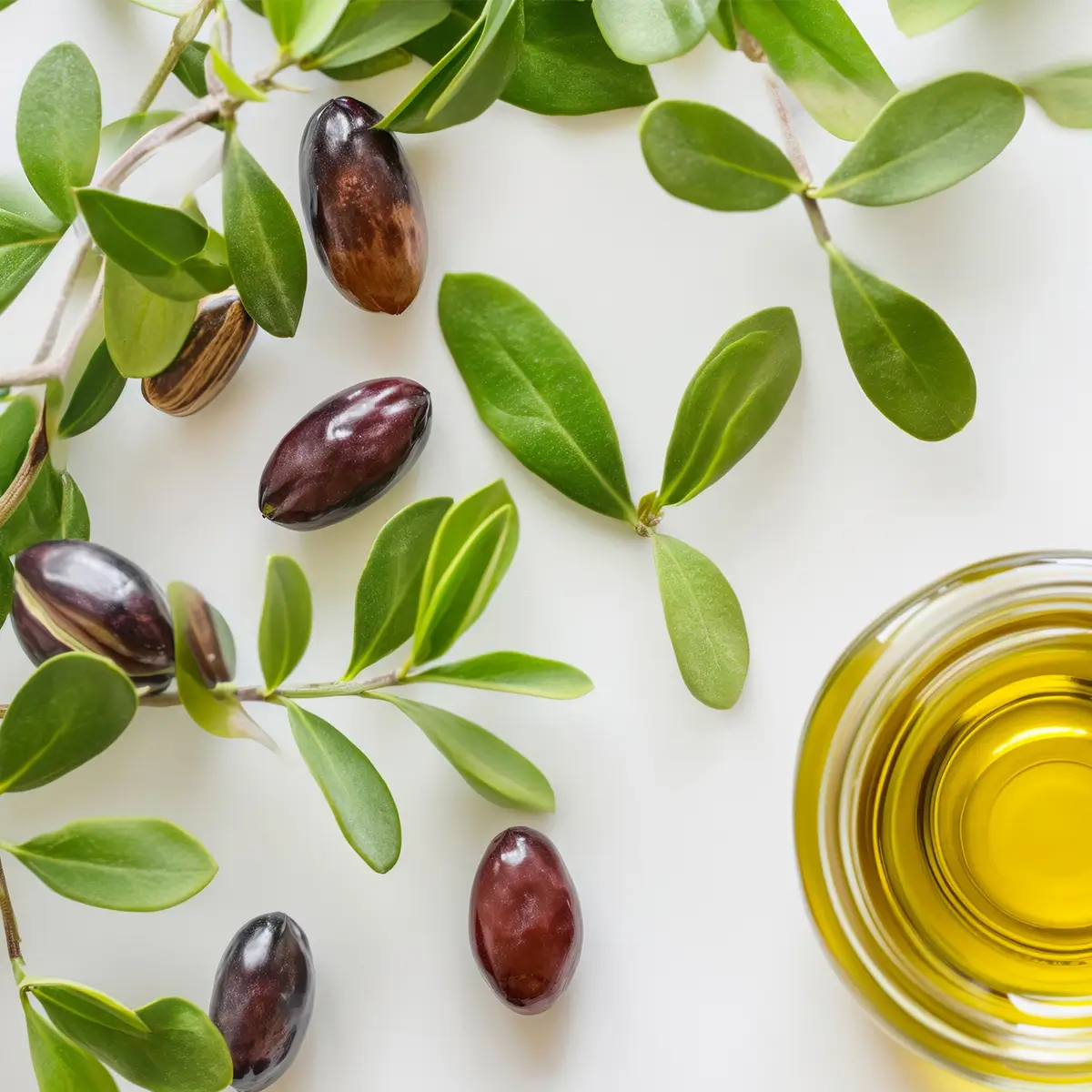 What makes jojoba oil so special?