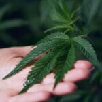 CBD skincare South Africa